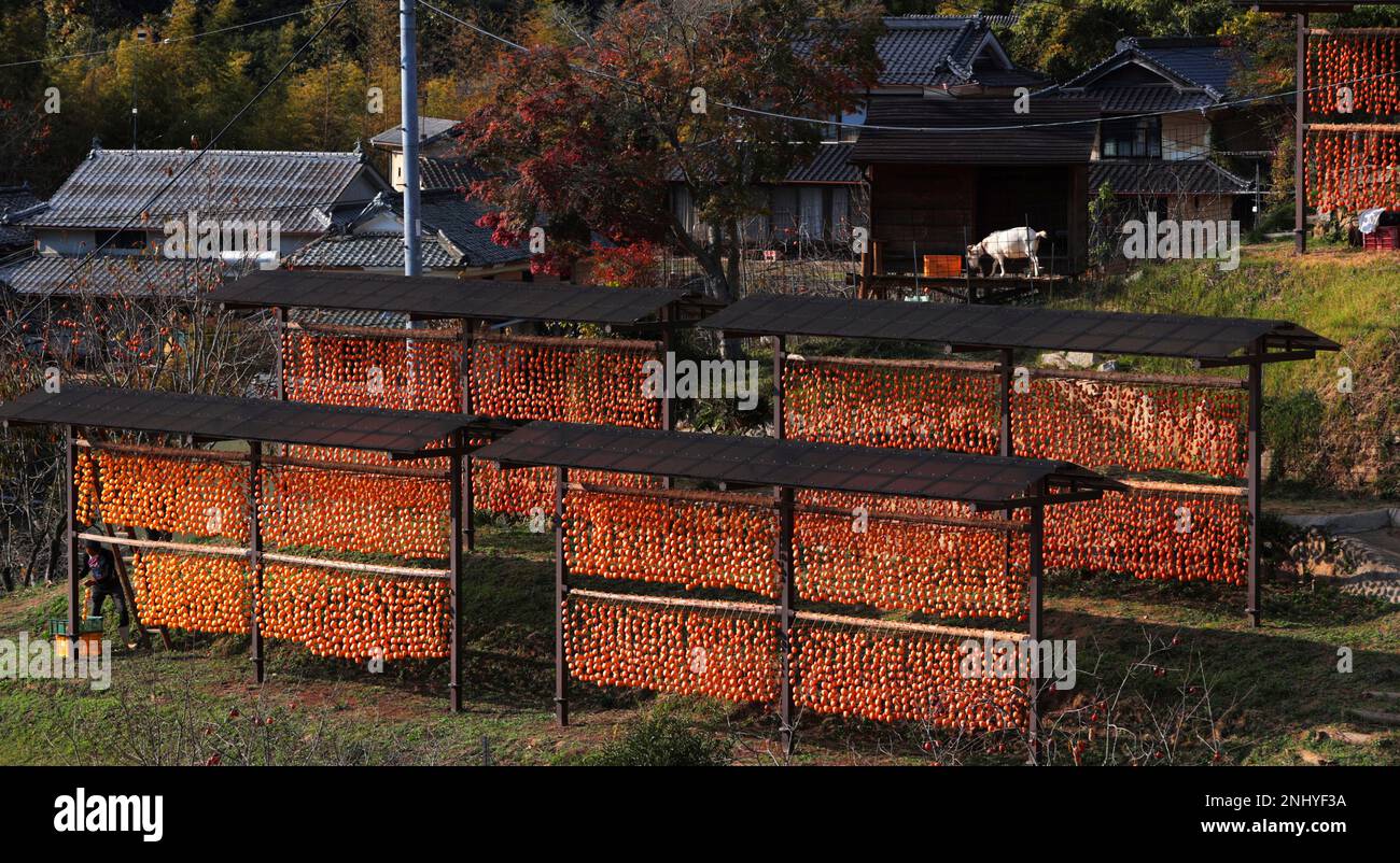 Lots of Japanese persimmon are hung for drying at huts in Onomichi City ...