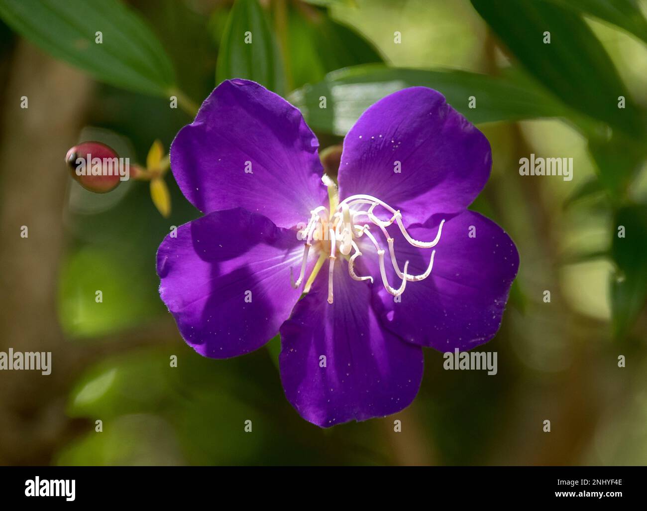 Rich purple and white Tibouchina Alstonville flower, Tibouchina