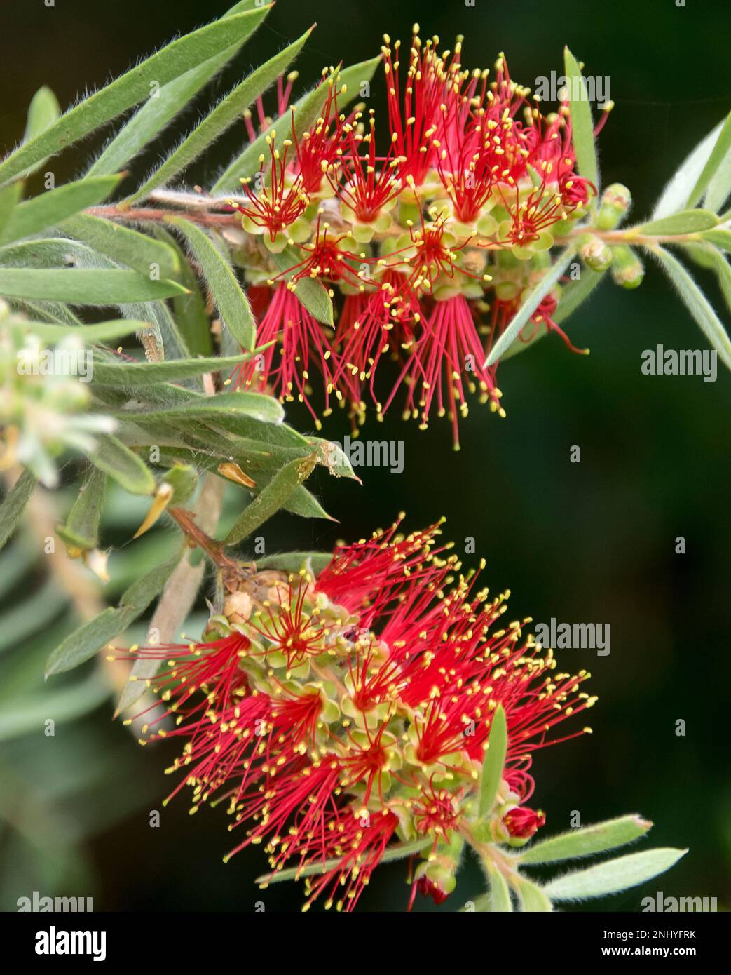 Close-up two bright red flowers, with yellow tips, Australian bottlebrush, Callistemon Little John. Queensland garden, pale leaves, black background. Stock Photo