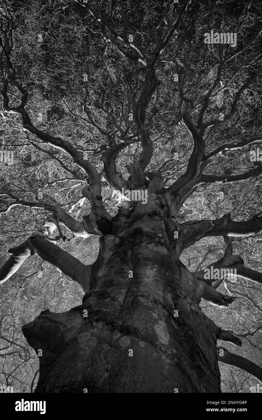 Dominant massive Beech tree, Fagus sylvatica, towering above under infrared light 720nm against dark sky and branches reflecting back IR radiation Stock Photo