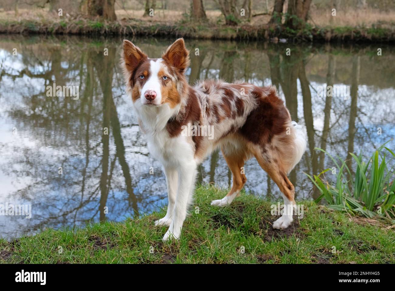 A tri coloured red merle border collie stood on a river bank, Surrey, UK Stock Photo Alamy
