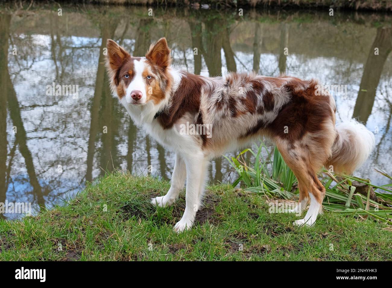 A tri coloured red merle border collie stood on a river bank, Surrey, UK Stock Photo Alamy