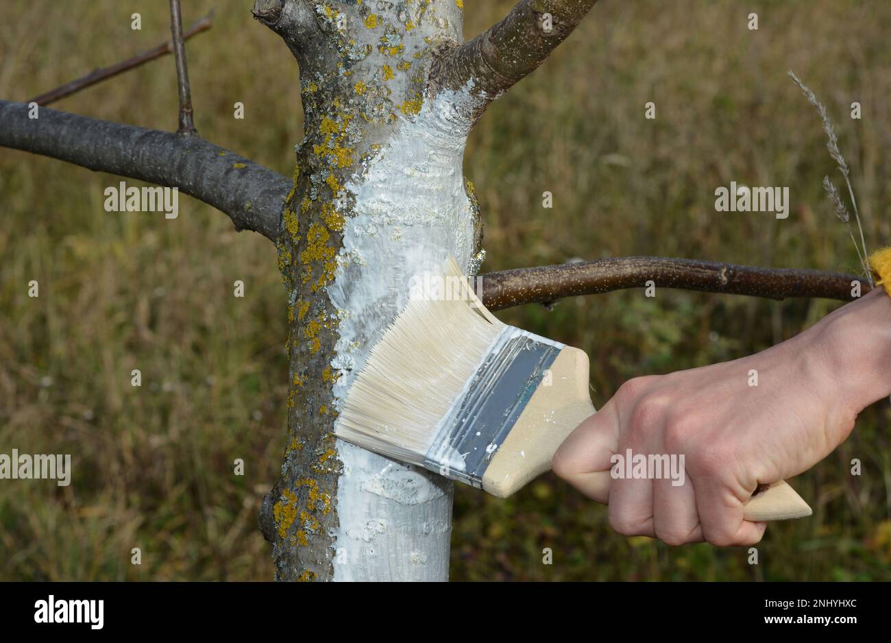 Gardener with paint brush whitewashing walnut tree trunk in white color