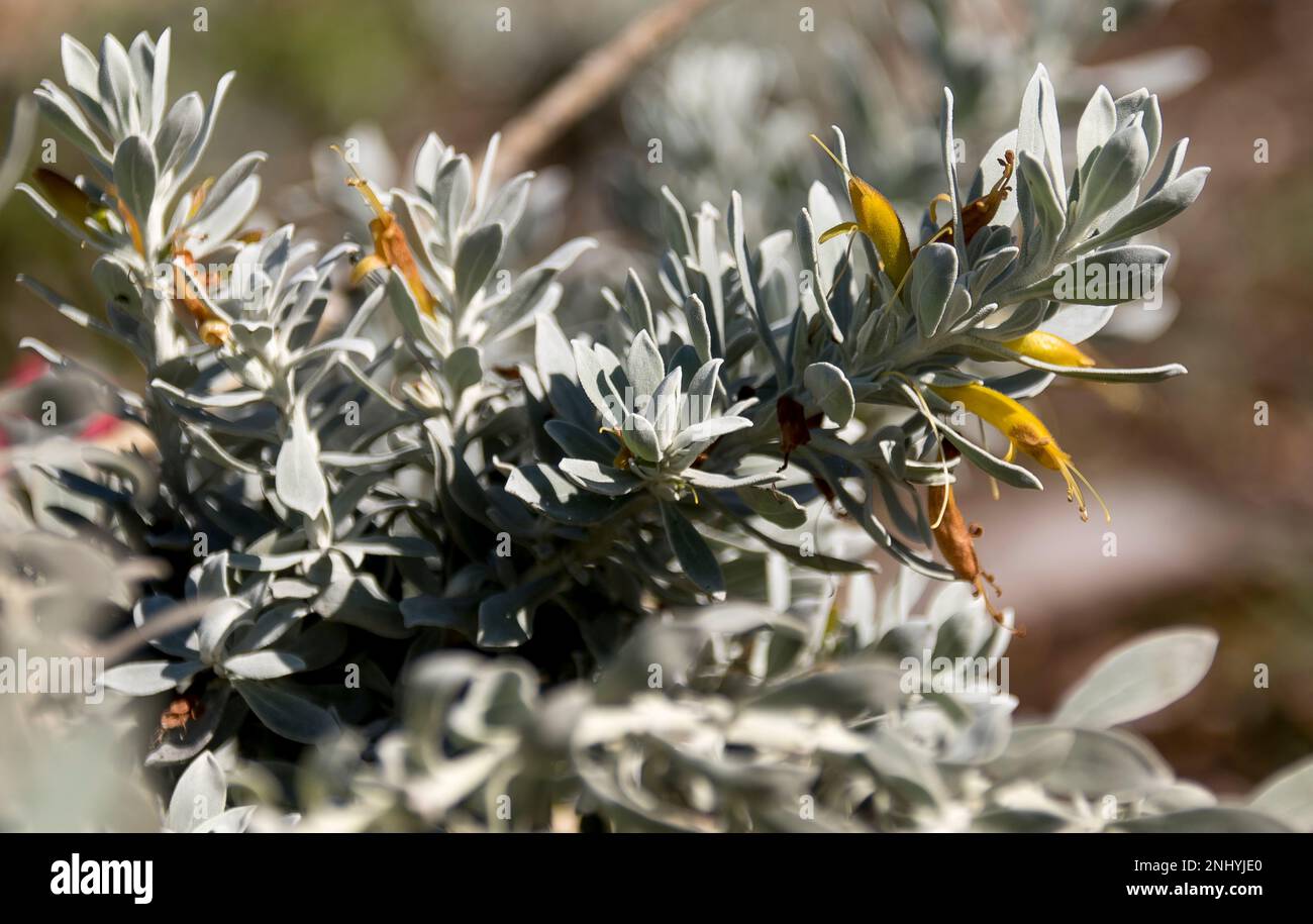 Close-up of sprigs of West Australian native plant, eremophila glabra, Kalbarri carpet, grey-green leaves and yellow flowers. Low-growing groundcover Stock Photo