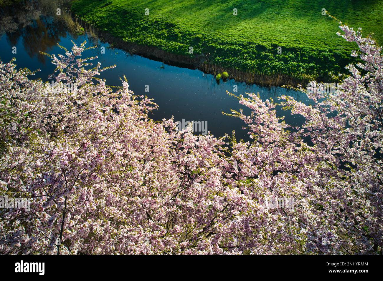 Aerial view of beautiful cherry blossoms in park. Drone photo of sakura ...