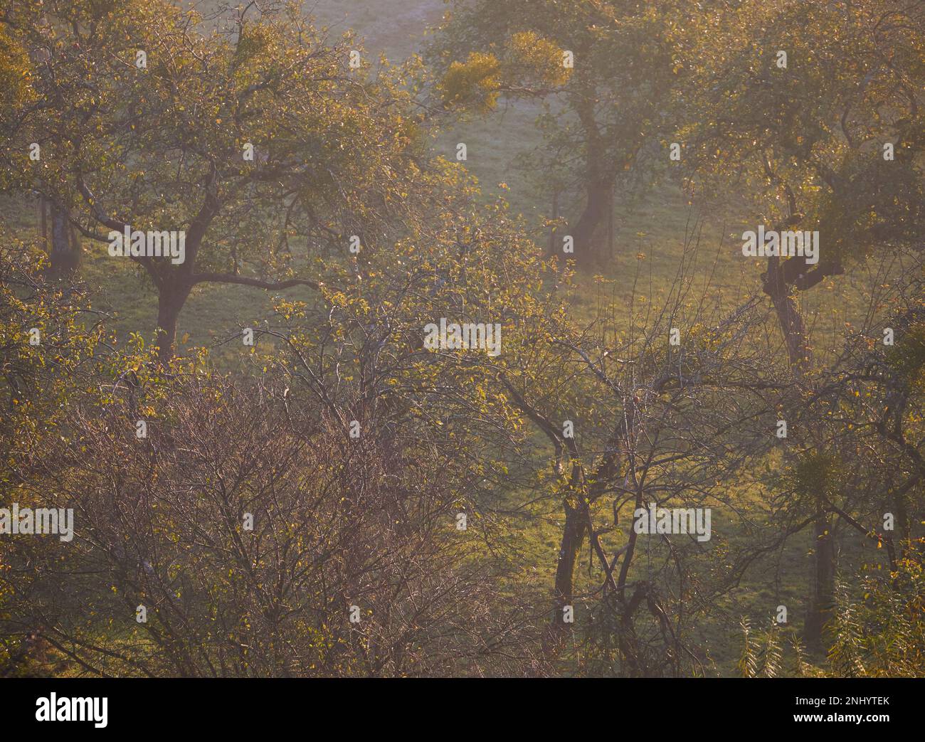 The apple orchards of Avalon, Glastonbury, England Stock Photo Alamy