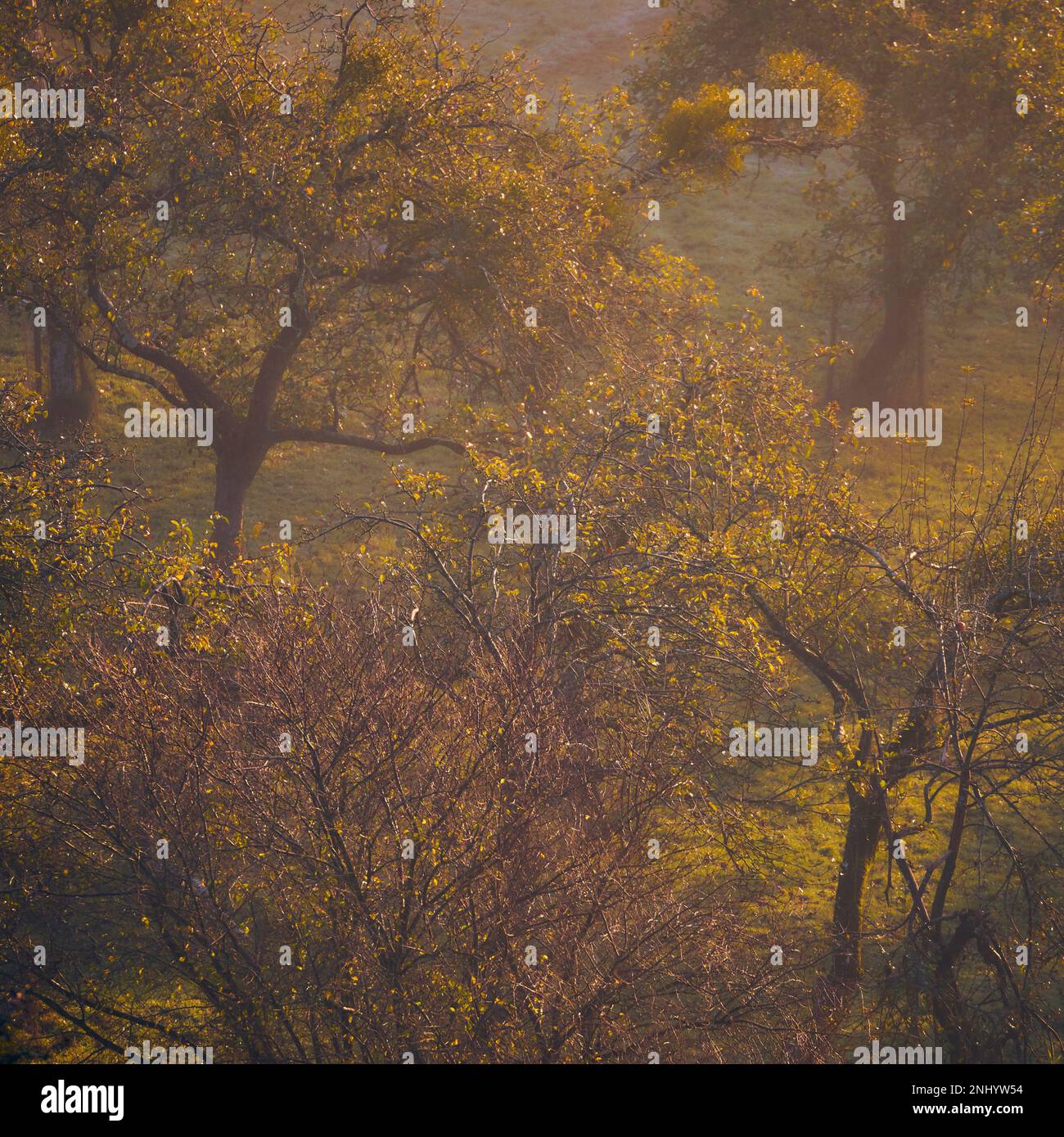The apple orchards of Avalon, Glastonbury, England Stock Photo Alamy