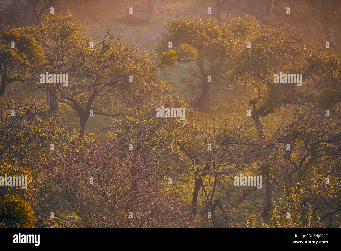 The apple orchards of Avalon, Glastonbury, England Stock Photo Alamy