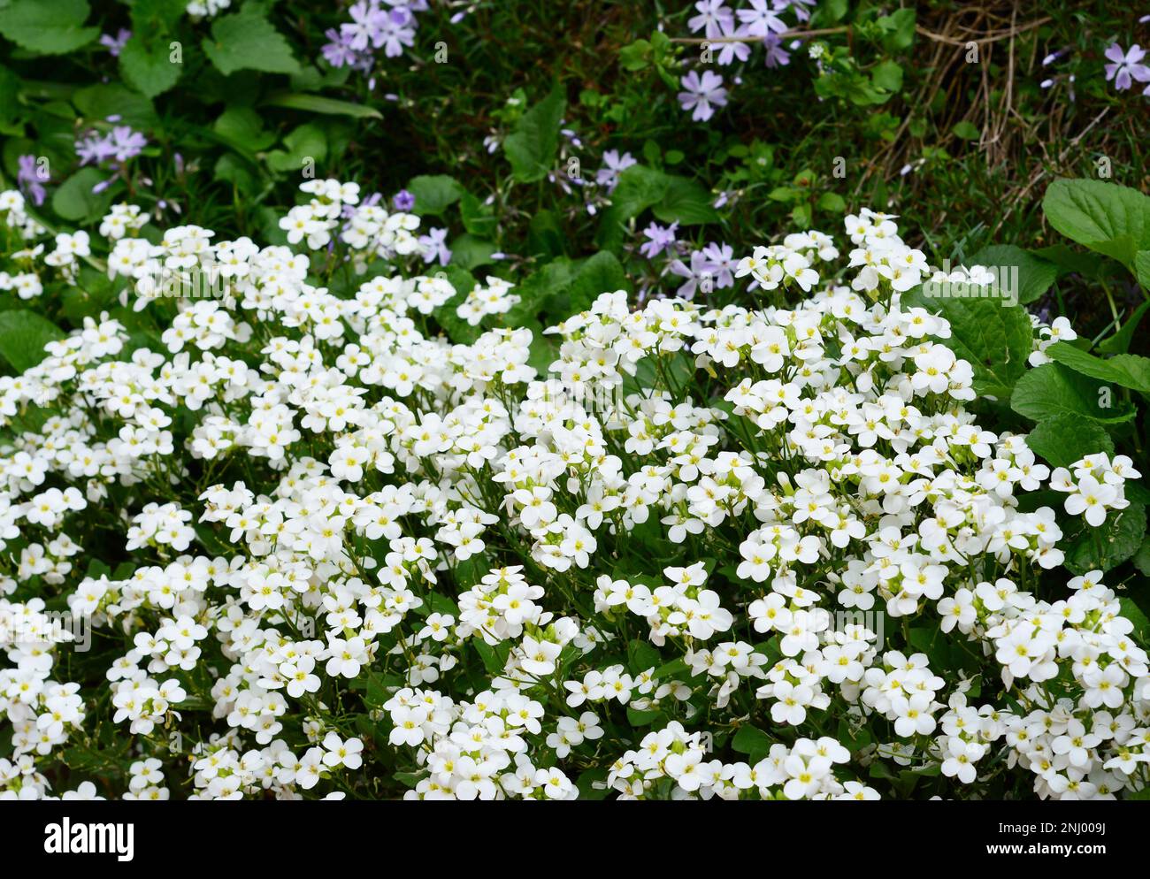 Arabis caucasica is a species of flowering plant in the mustard family (Brassicaceae) known by the common names garden arabis, mountain rock cress or Stock Photo