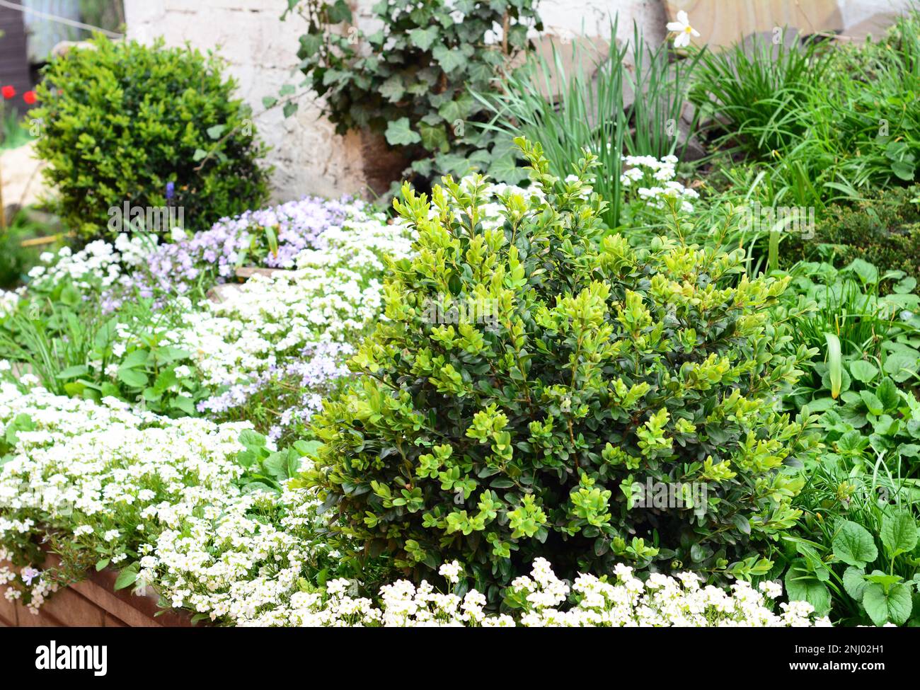 Close up on untrimmed buxus, boxwood shrubs in spring with flower bed of Arabis caucasica. Stock Photo