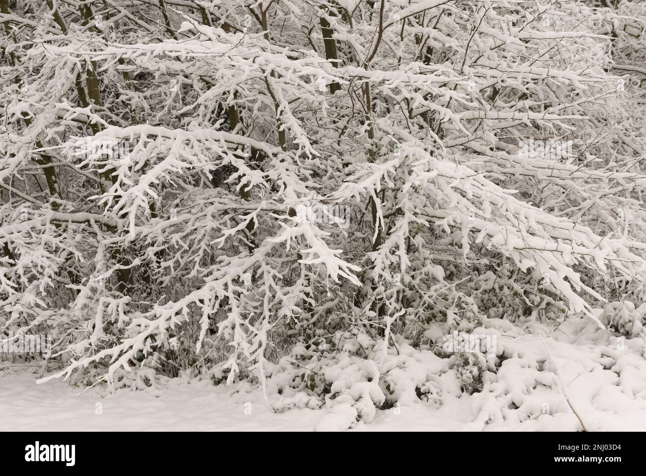 Severe wind blown snow blown onto trees coating exposed surface to ...