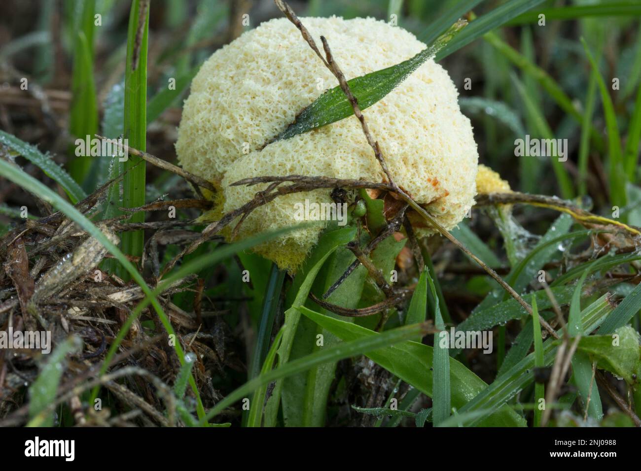 Slime Mould(Fuligo septic) growing in a lawn.Bundaberg Australia Stock Photo