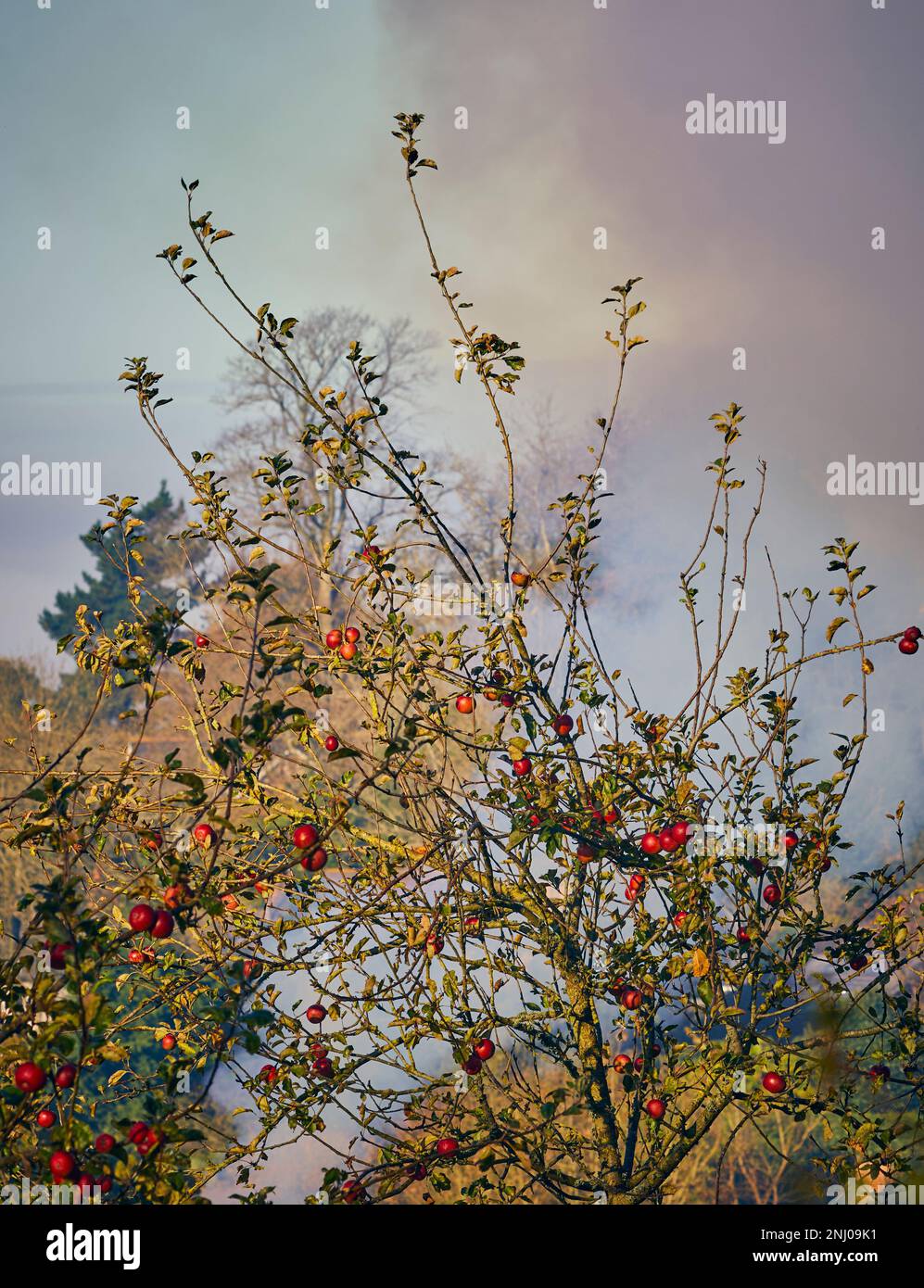 The apple orchards of Avalon, Glastonbury, England Stock Photo Alamy