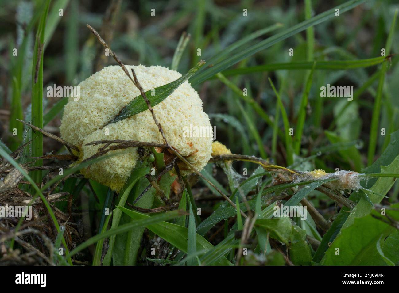 Slime Mould(Fuligo septic) growing on a lawn.Bundaberg Australia Stock Photo