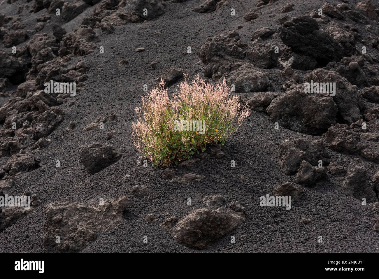 Mount Etna Sorrel (Rumex scutatus aetnensis) flowering on volcanic ash and solidified lava in the Valle del Bove, high on the famous Sicilian volcano Stock Photo