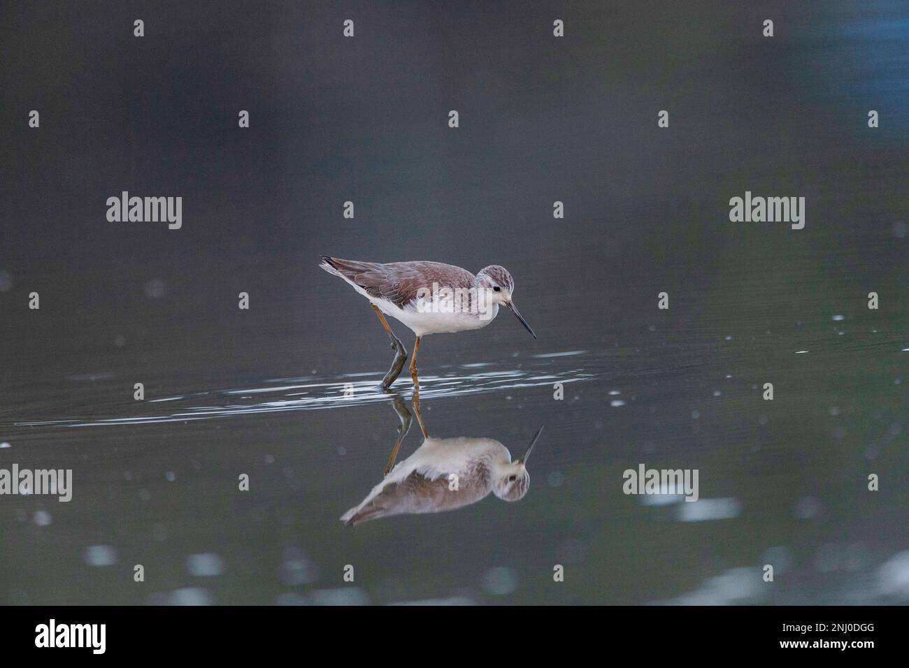 Andaman Islands, India, Marsh Sandpiper, Tringa stagnatilis Stock Photo ...