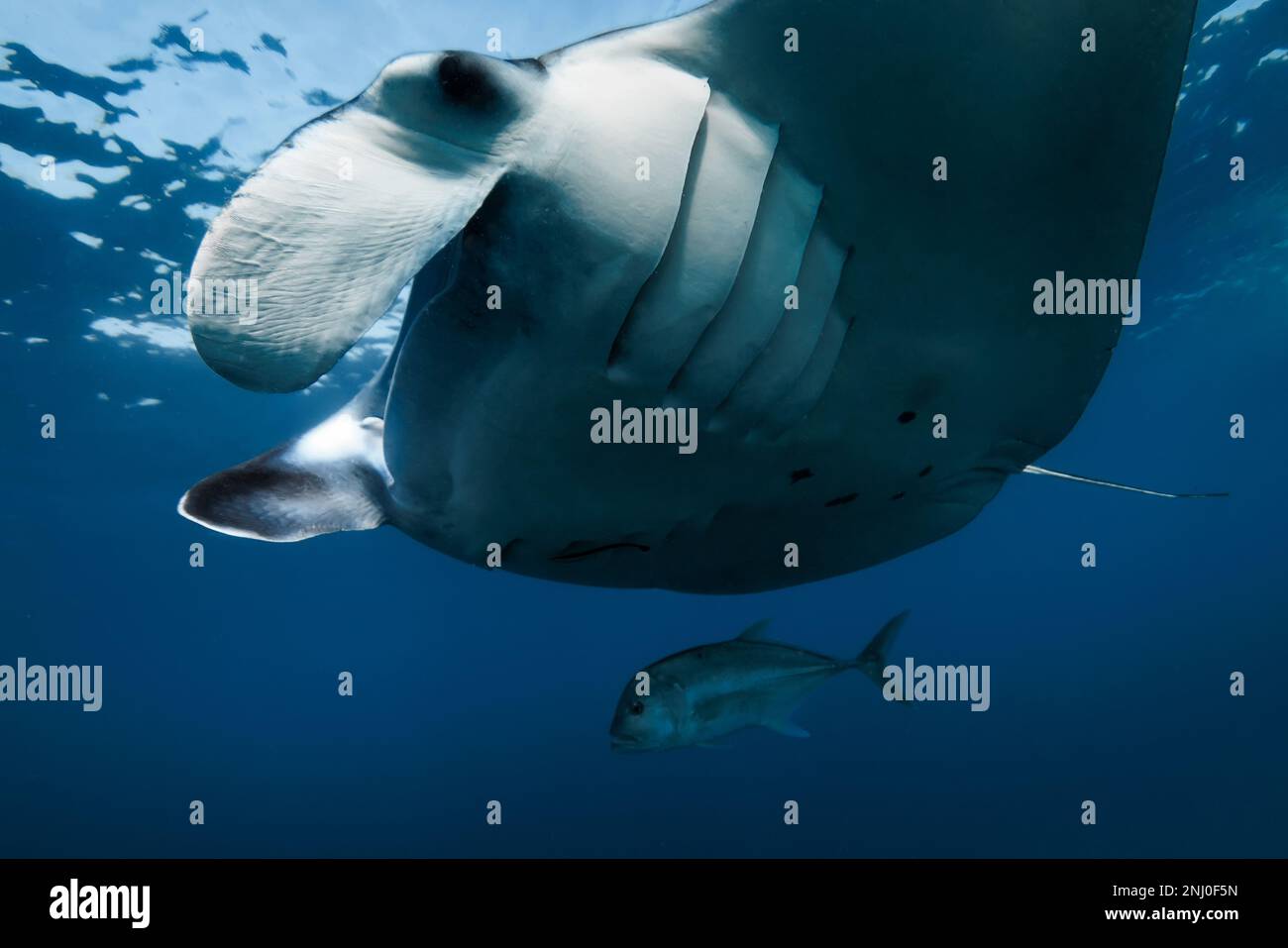 Close up view of giant manta ray fish. Big fish in blue ocean Stock