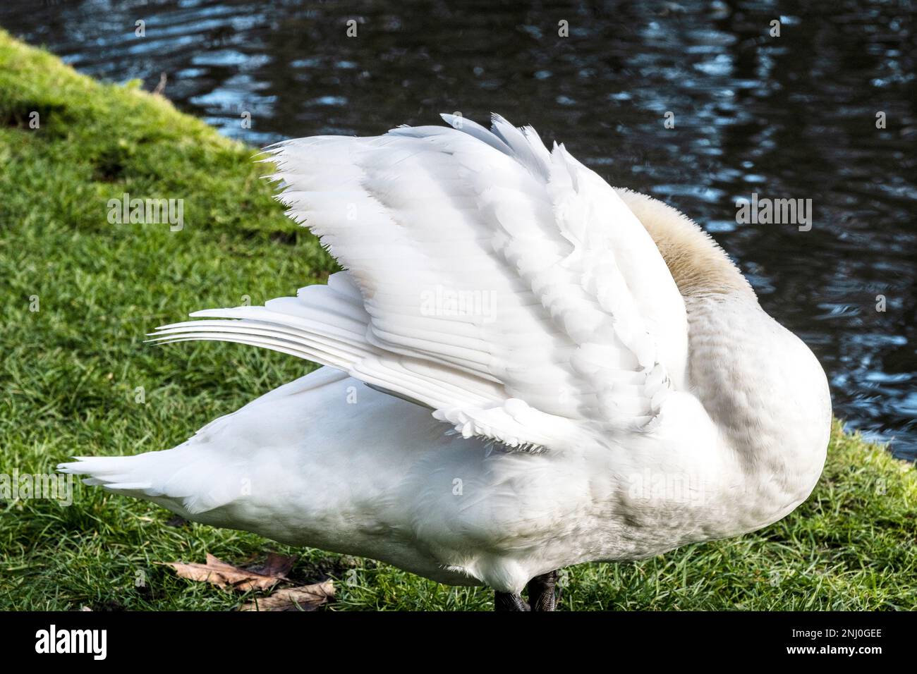 The pure white feathers plumage of a Mute Swan Cygnus olor near a lake. Stock Photo