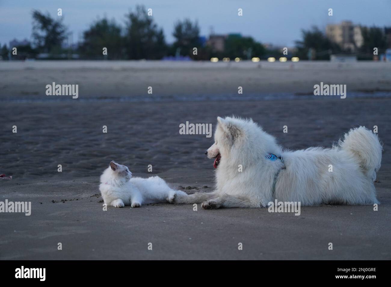 A Samoyed dog and a Ragdoll cat sitting on a beach sandy Stock Photo