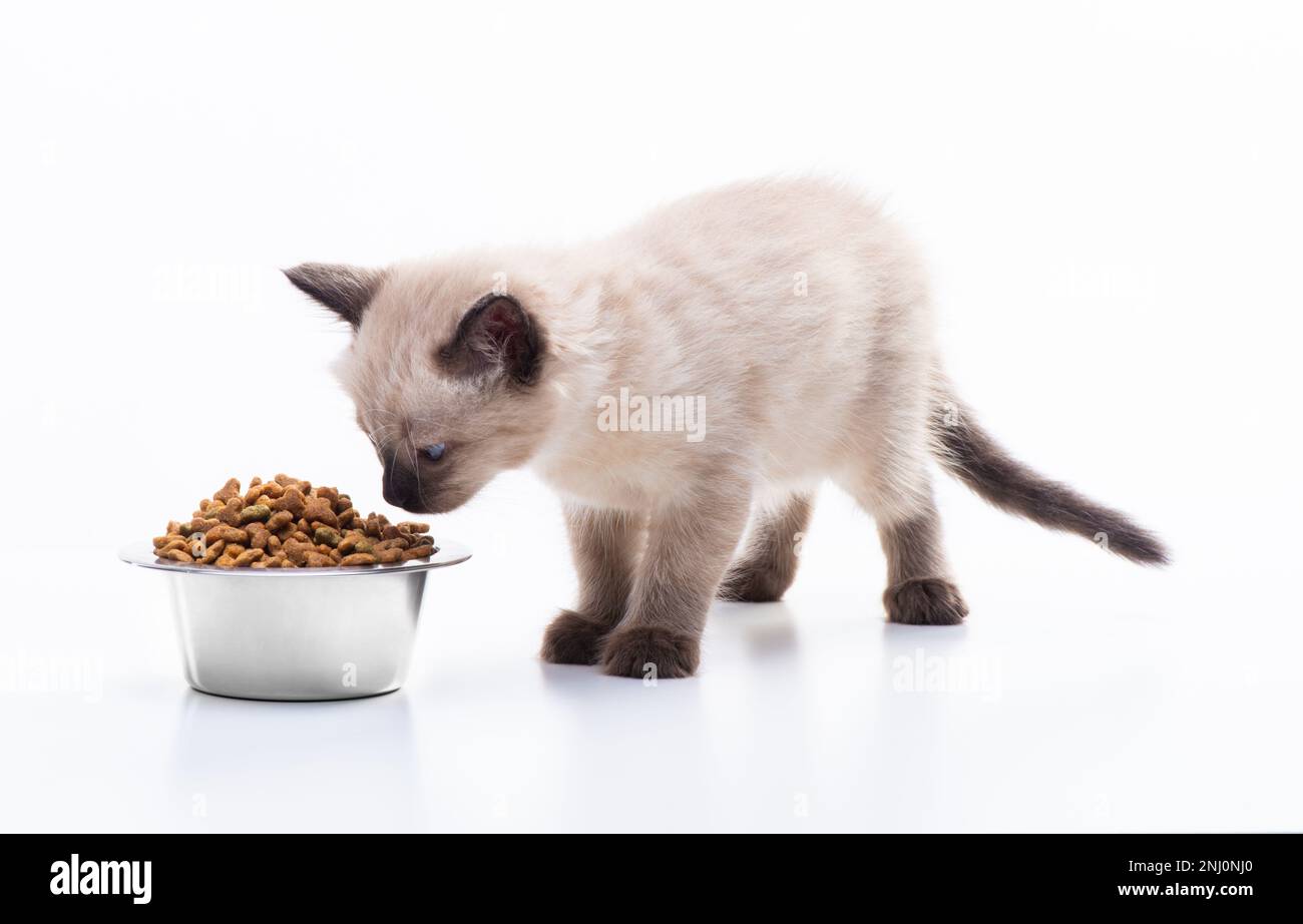 A small kitten eats cat food from a metal bowl. Pet shop and animal care, vitamins and balanced nutrition. High quality photo Stock Photo