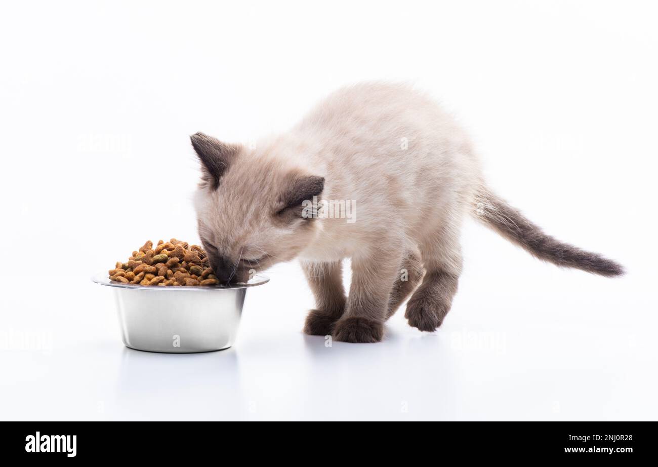 A small kitten eats cat food from a metal bowl. Pet shop and animal care, vitamins and balanced nutrition. High quality photo Stock Photo