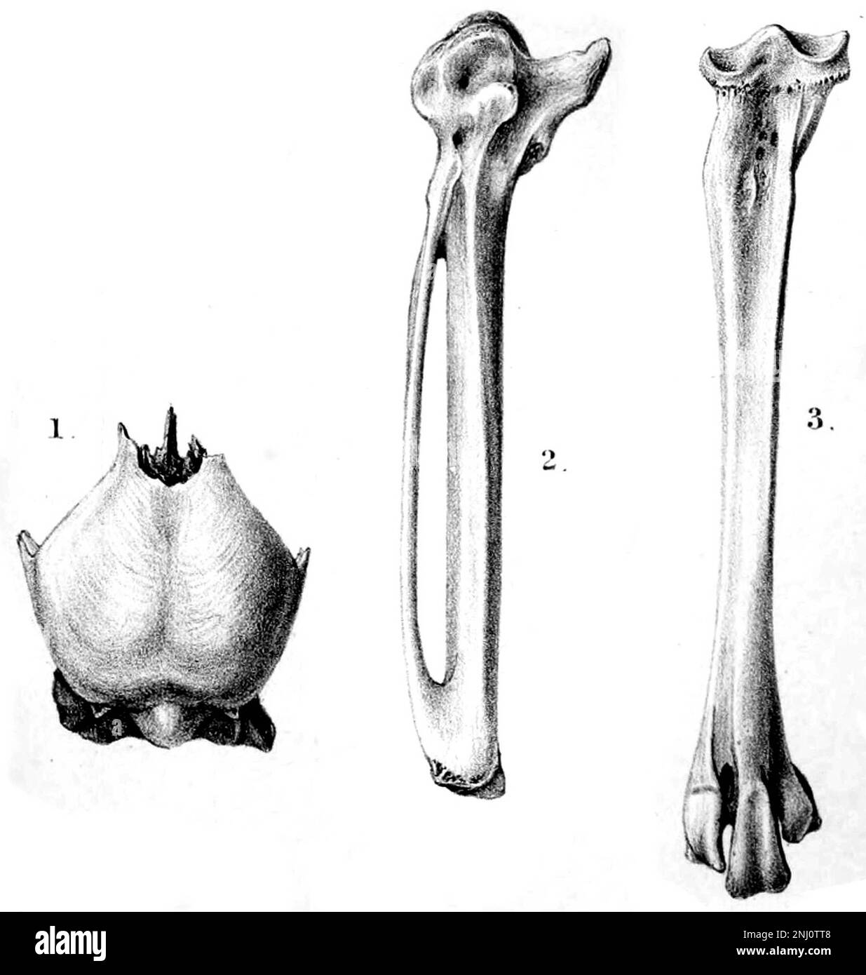 Skull and limb fossils of Alopochen sirabensis. Stock Photo