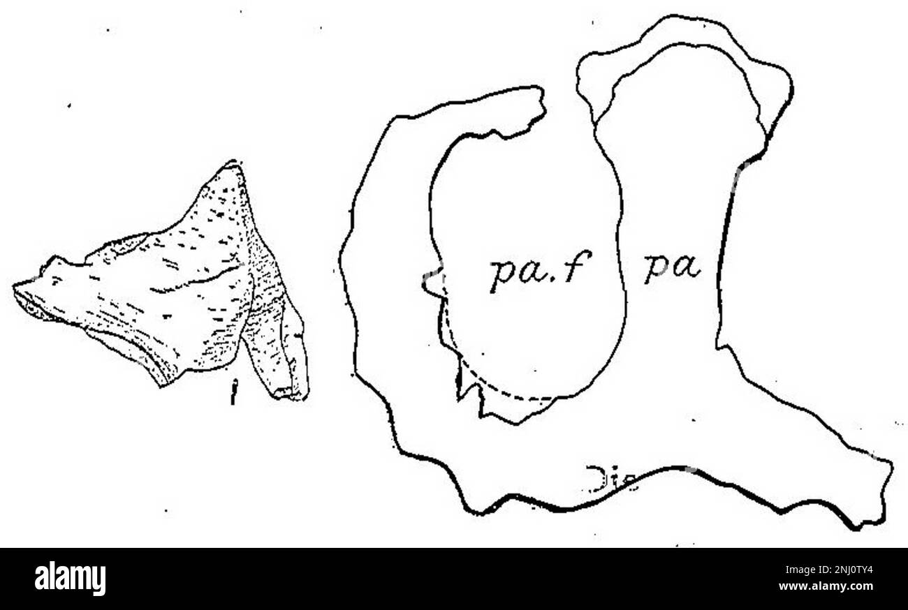 Nasal horn base and holotype frill of Monoclonius crassus Stock Photo