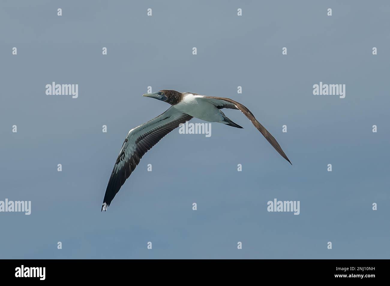 Brown Booby, Sula leucogaster at Consuela Atoll, Seychelles Stock Photo