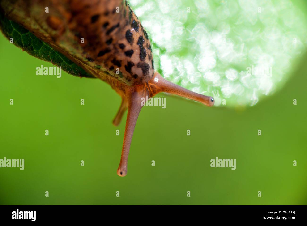 Shell less snail hi-res stock photography and images - Alamy