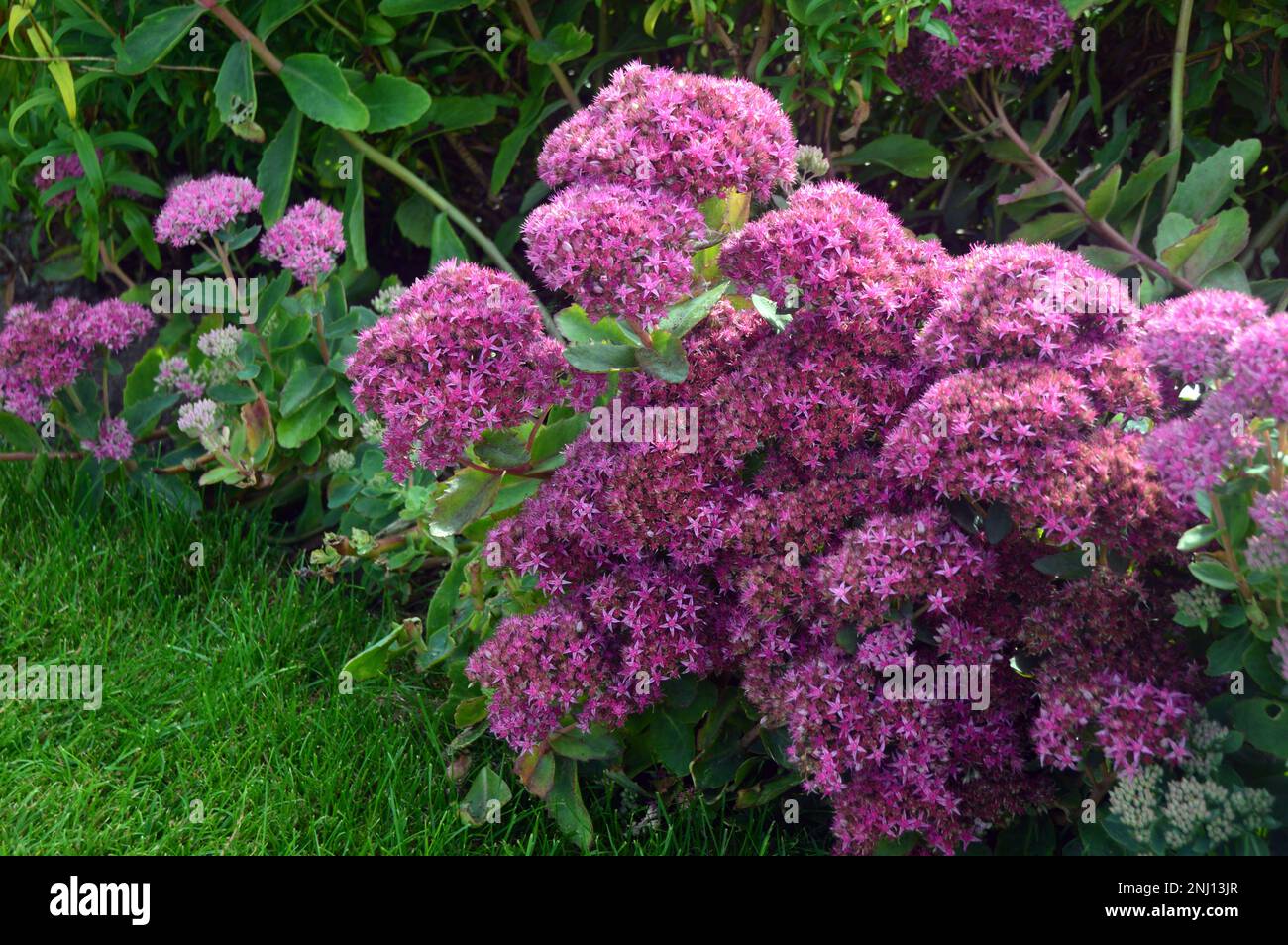 Bunch of Purple Sedum 'Hylotelephium' (Carl) 'Stonecrop' Flower grown