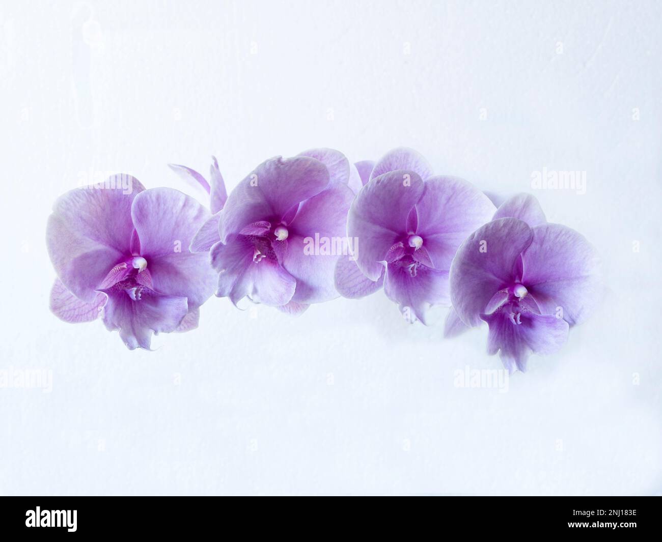 Vanda Orchids Stock Photo