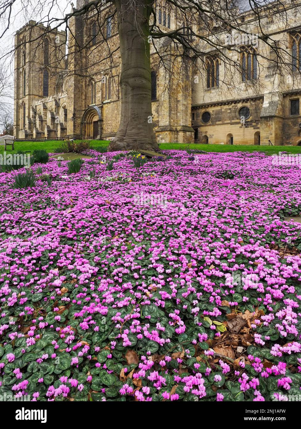 A carpet of cyclamen flowers under a tree at Ripon Cathedral Ripon North Yorkshire England Stock Photo