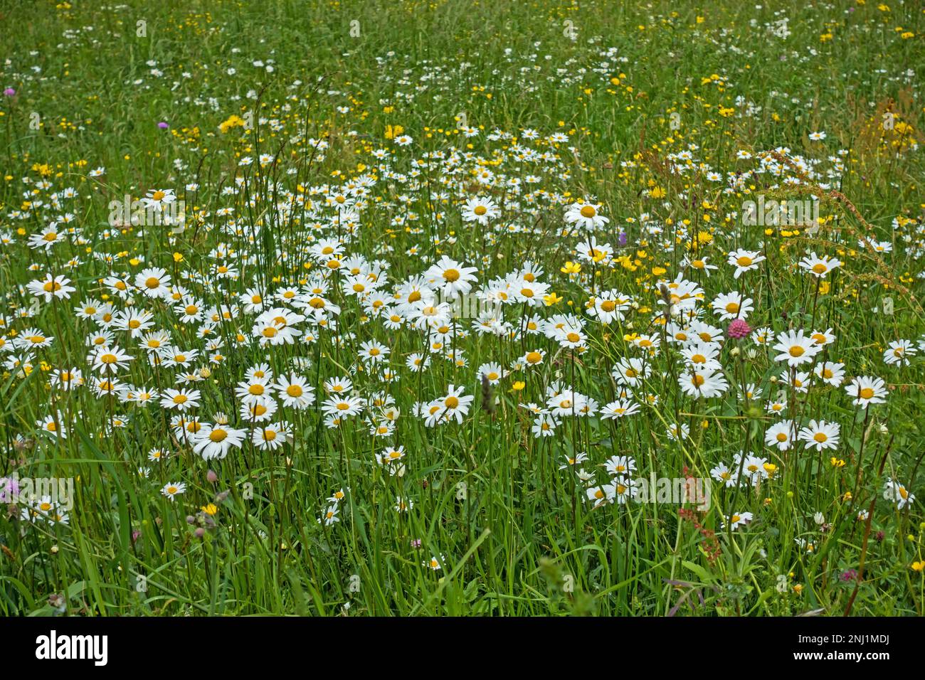 A multitude of white blooming daisies on a spring flower meadow in the alpine landscape of South Tyrol, Italy Stock Photo