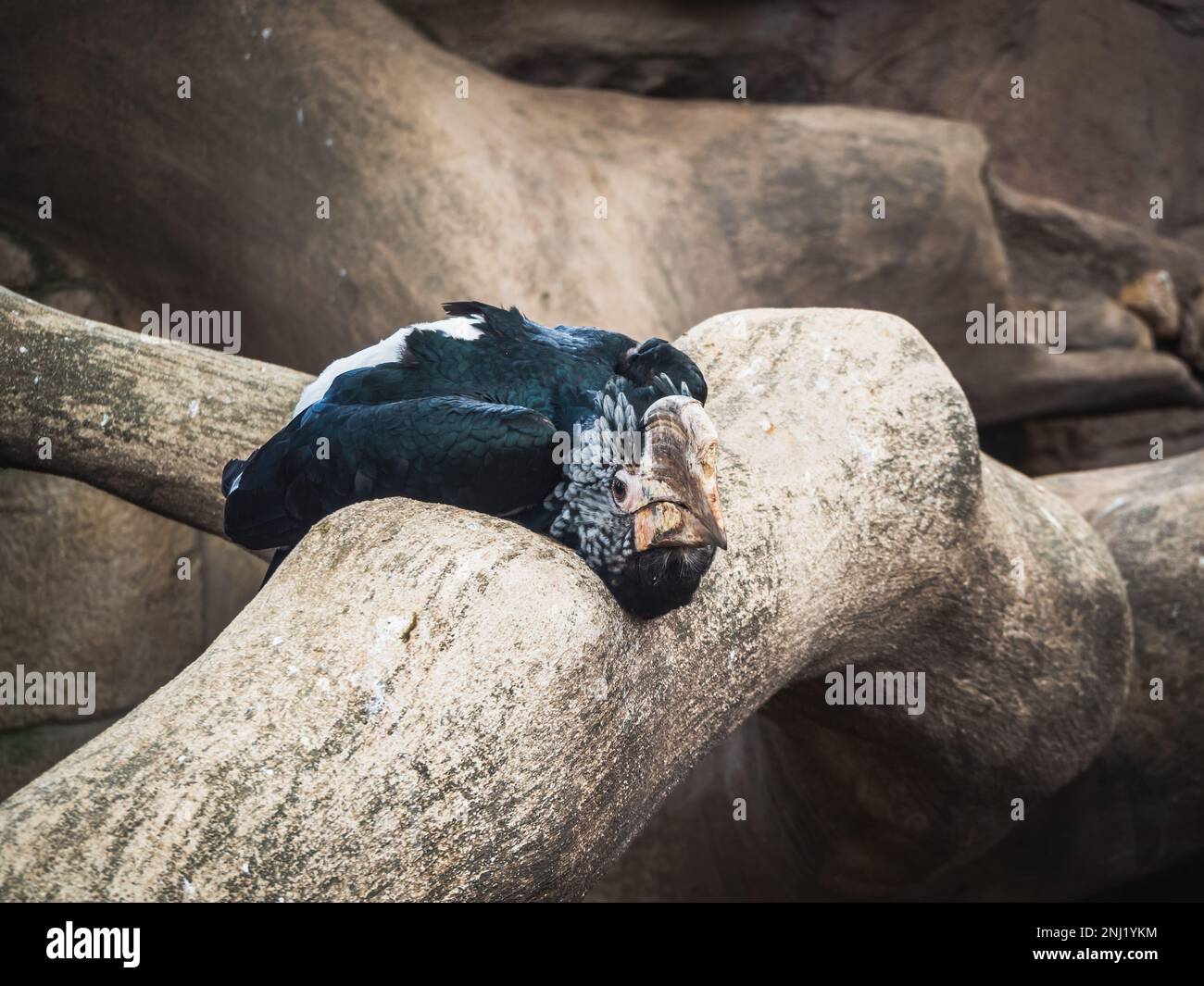 Silver-cheeked hornbill (Bycanistes brevis) on an old tree - species of large bird from the hornbill family (Bucerotidae) Stock Photo