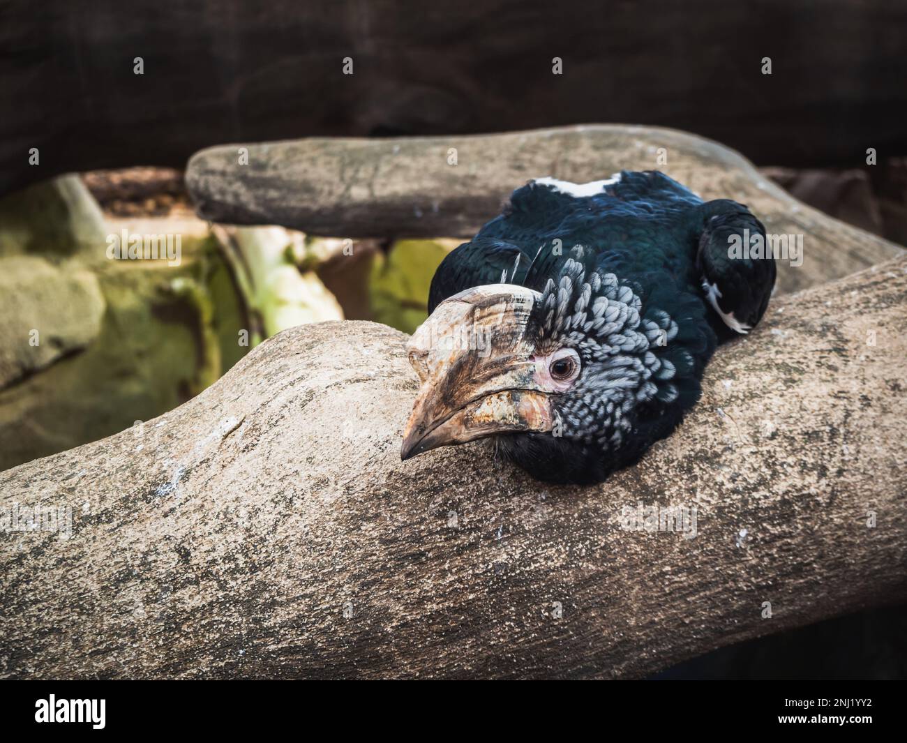 Silver-cheeked hornbill (Bycanistes brevis) on an old tree - species of large bird from the hornbill family (Bucerotidae) Stock Photo