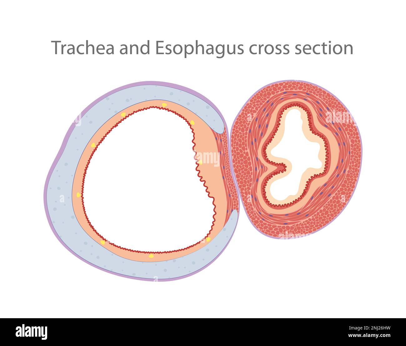 Trachea and Esophagus cross section Stock Photo