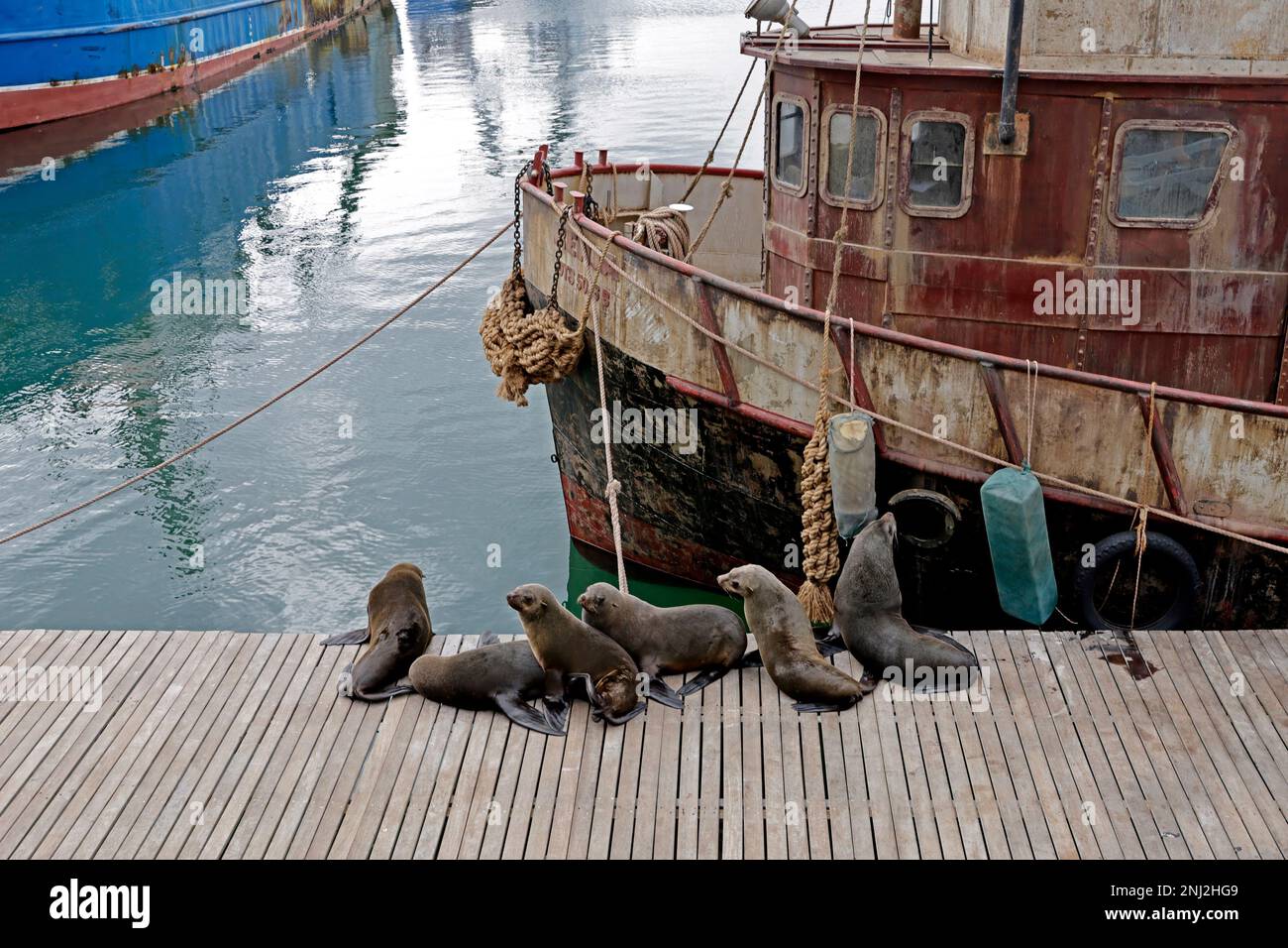 Cape Fur Seals or African Fur Seals (Arctocephalus pusillus) lazing in the sun at the V&A Waterfront, Cape Town, South Africa. Stock Photo