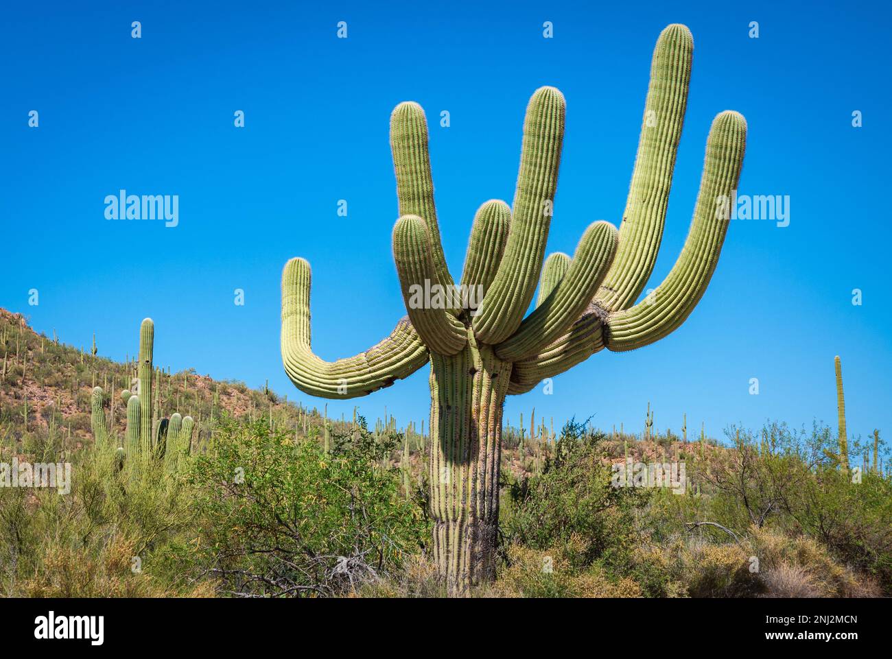 Saguaro cactus sonoran desert flowering hi-res stock photography