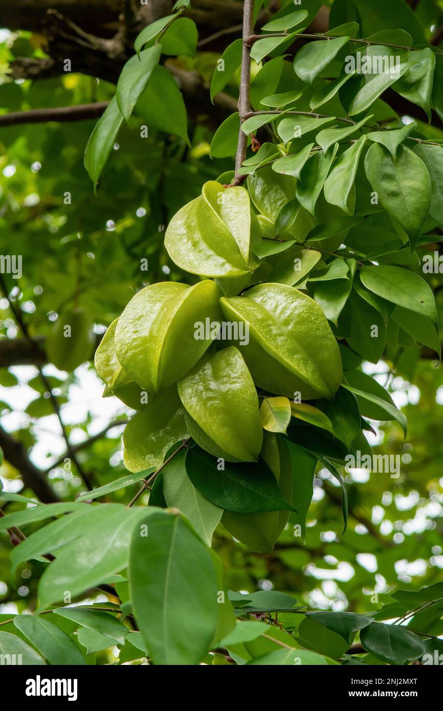 Averrhoa carambola, Star Fruit Stock Photo