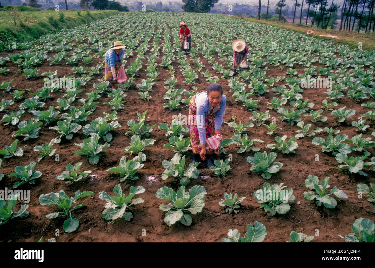 Indonesia. Women fertilizng cabbage field. Stock Photo