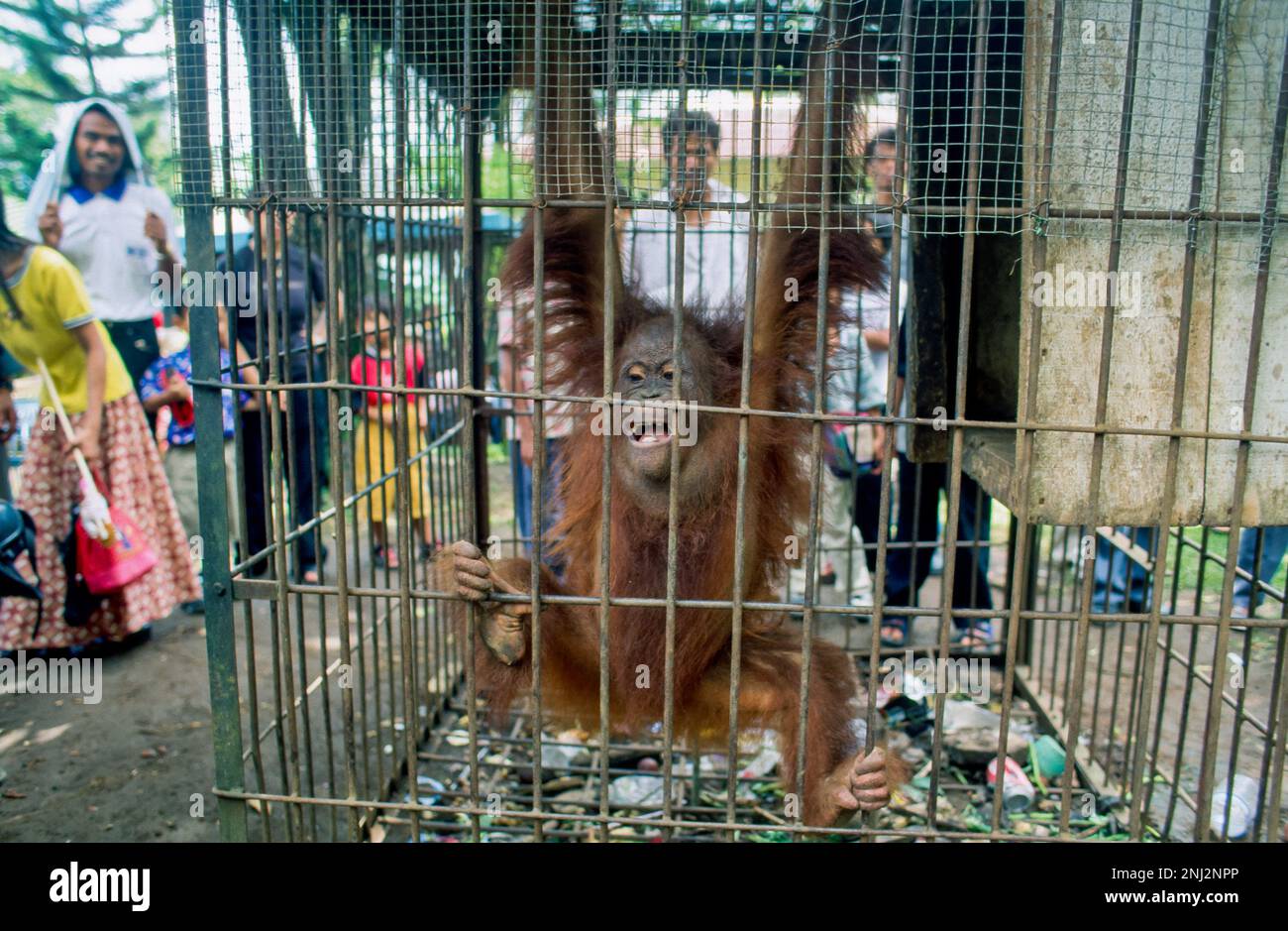 Indonesia, Java, Baturaden. Orang Utan in the zoo. Stock Photo