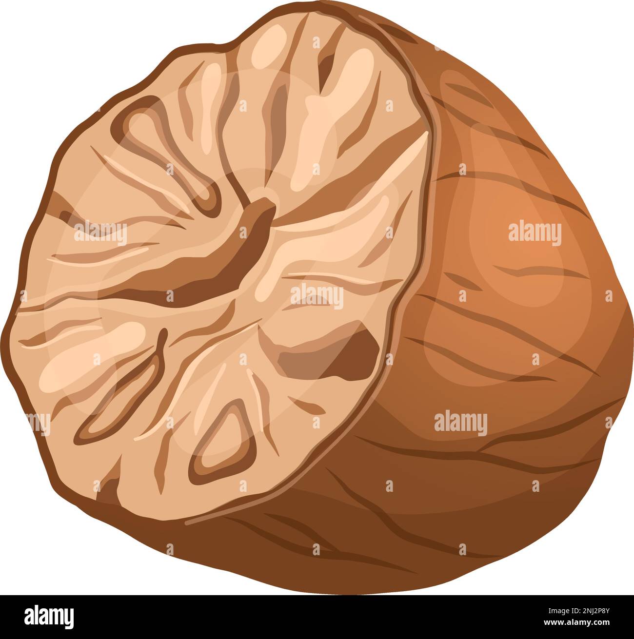 nutmeg food ingredient cartoon vector illustration color sign Stock