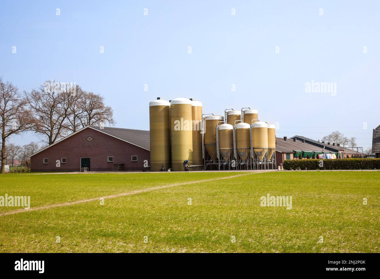 Netherlands,pig farm with silos for pig feed Stock Photo Alamy
