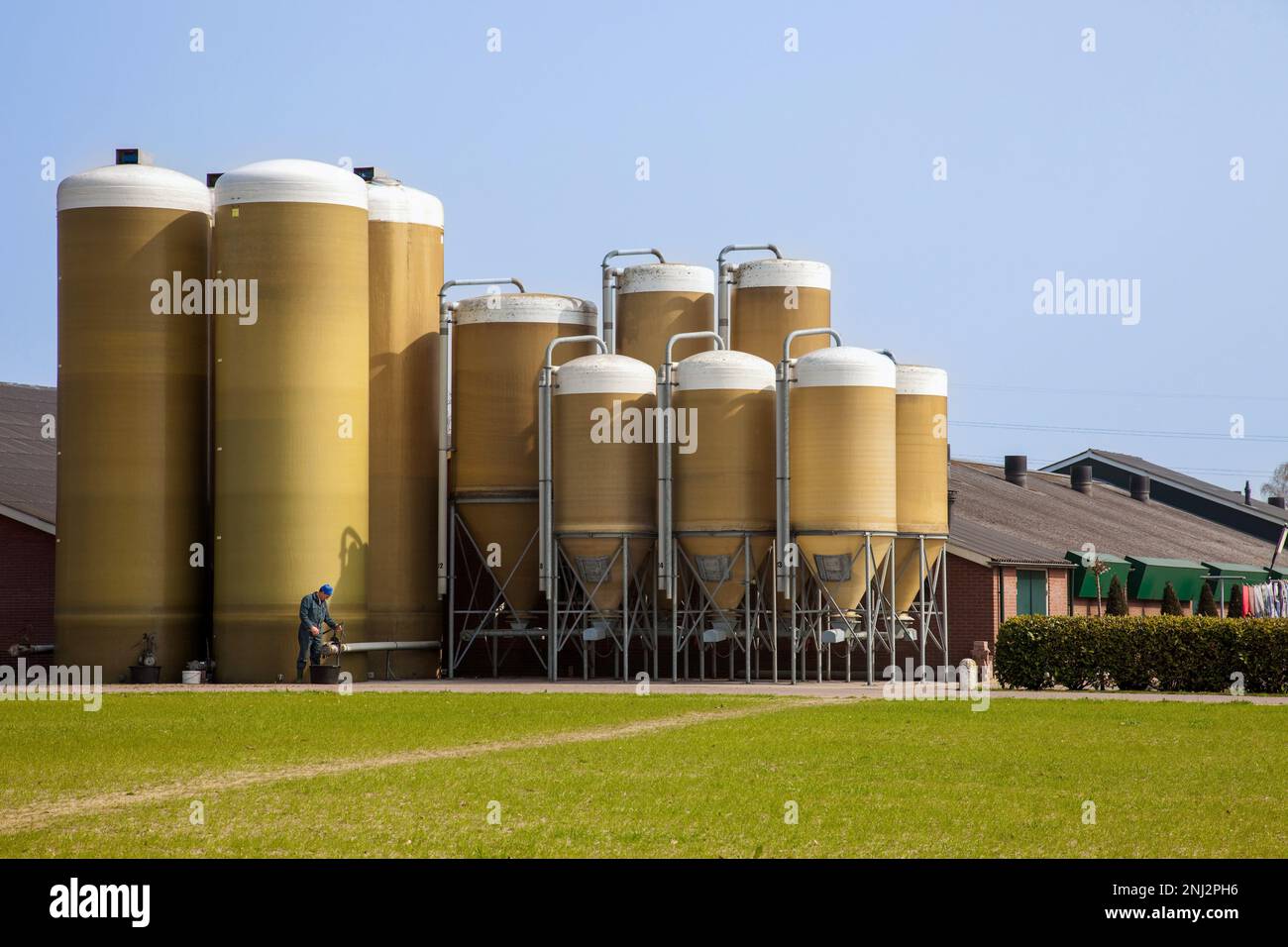 Netherlands,pig farm with silos for pig feed Stock Photo Alamy
