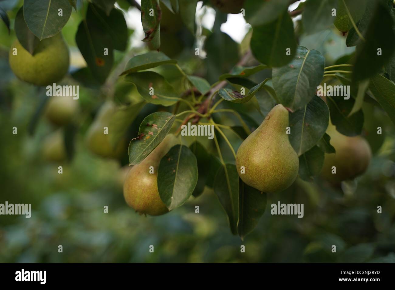 Perfect pear with GMO. Selective focus. Stock Photo