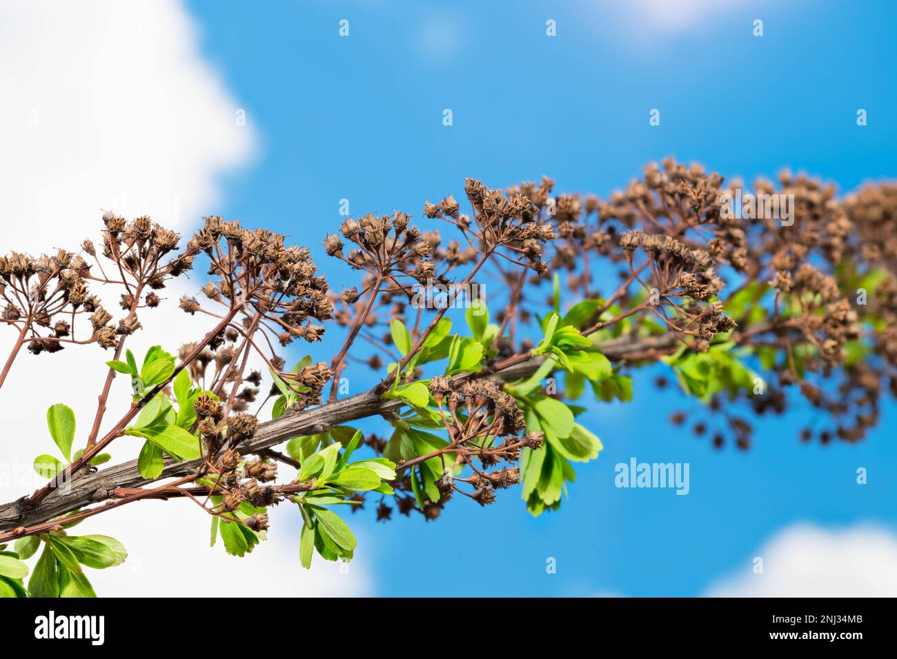 Lush new leaves and dry old inflorescences contrast on spring meadowsweet twig. Spiraea. Young green sprouts and wilted fruits on blue sky background. Stock Photo