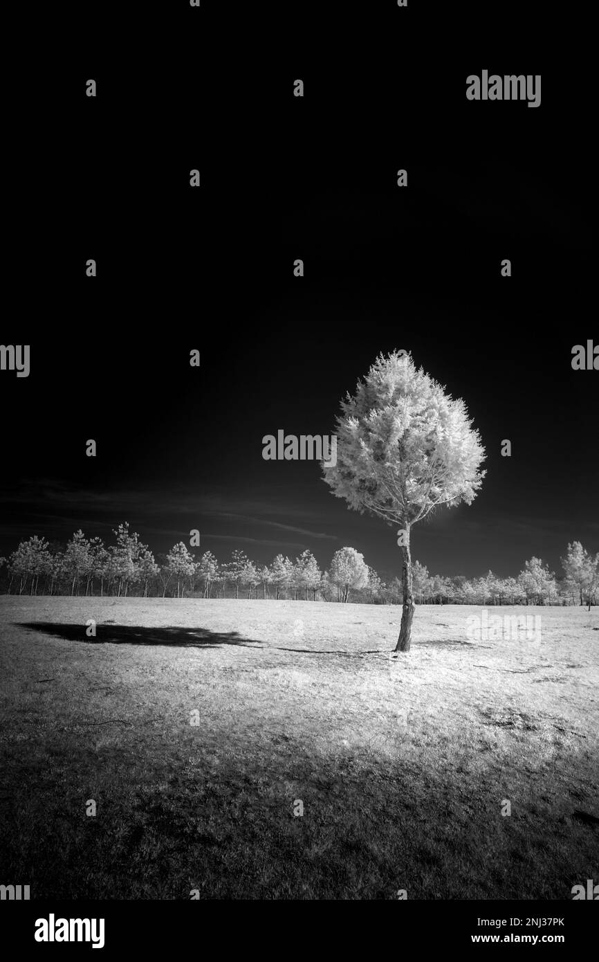 Black and white landscape scenery Stock Photo Alamy