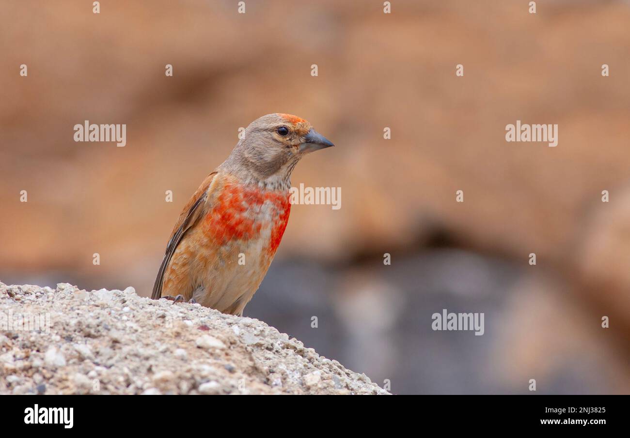 little bird watching on the ground, Common Linnet, Linaria cannabina ...