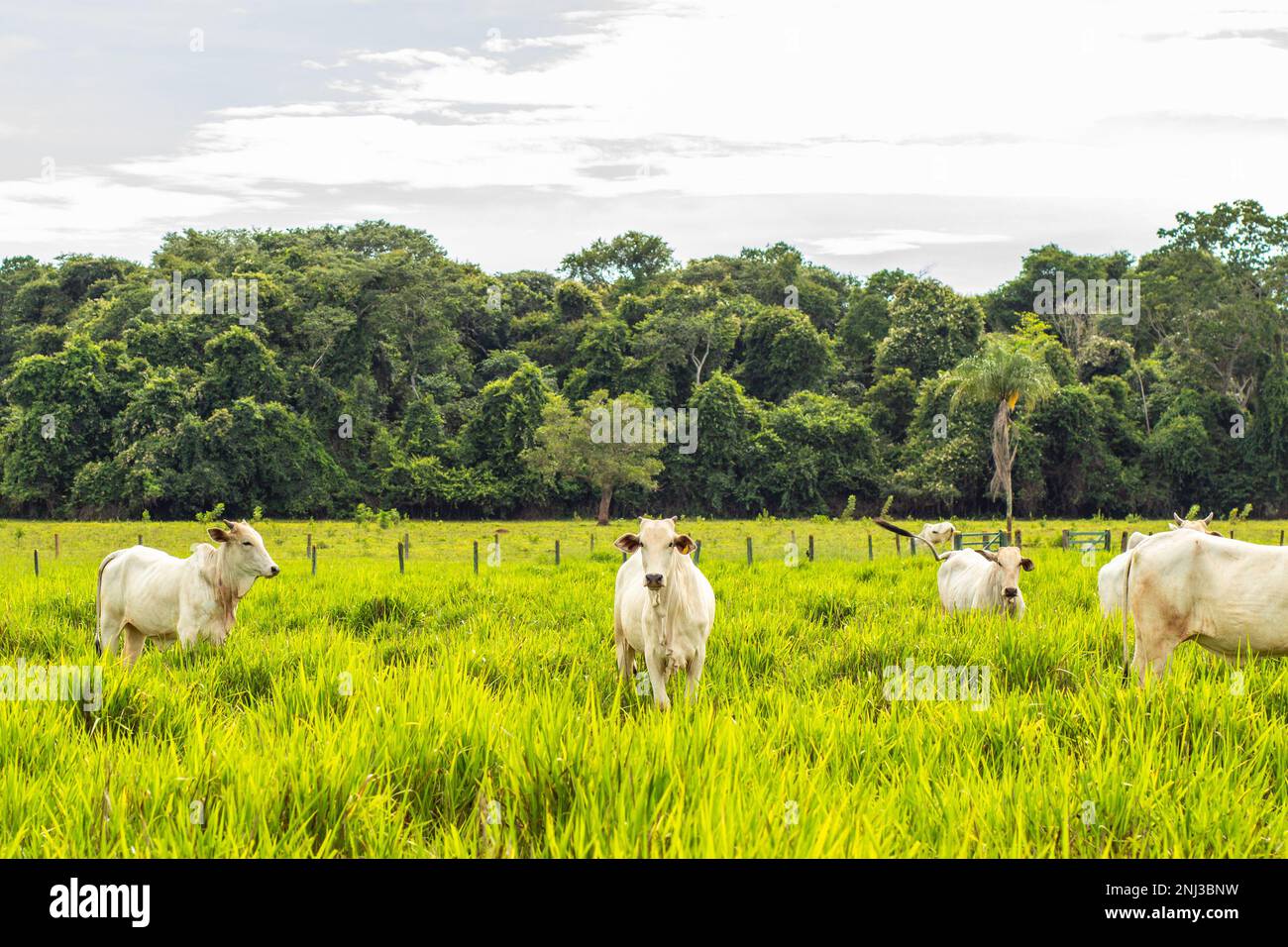 Goiania, Goias, Brazil – February 21, 2023:  A herd of white cattle in a fresh green pasture on a sunless day with blurred trees in the background. Stock Photo