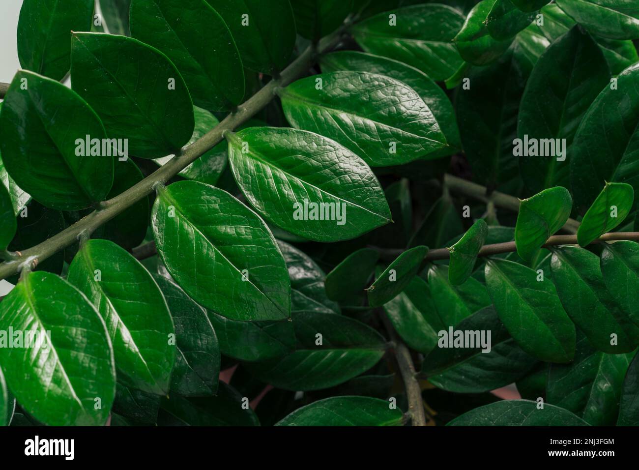 Background of branches with zamiokulkas leaves Stock Photo